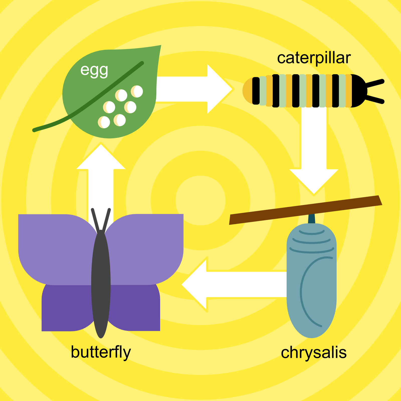 Butterfly Life Cycle Diagram