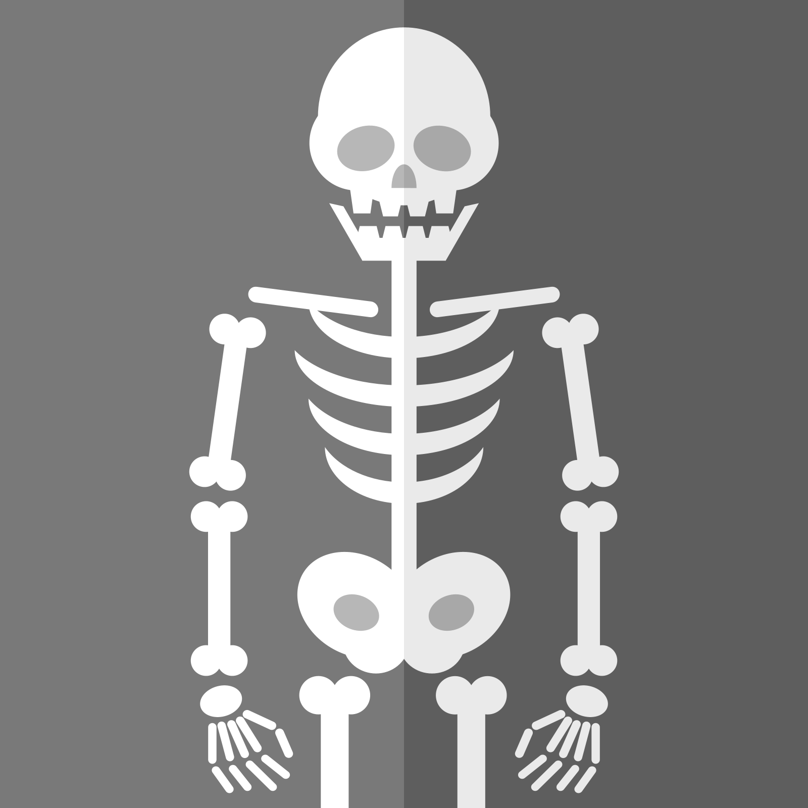 Drawing of a human skeleton